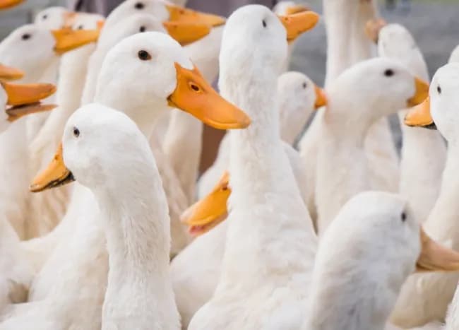 Kaczka jako drób: poznaj fakty i ciekawostki o hodowli