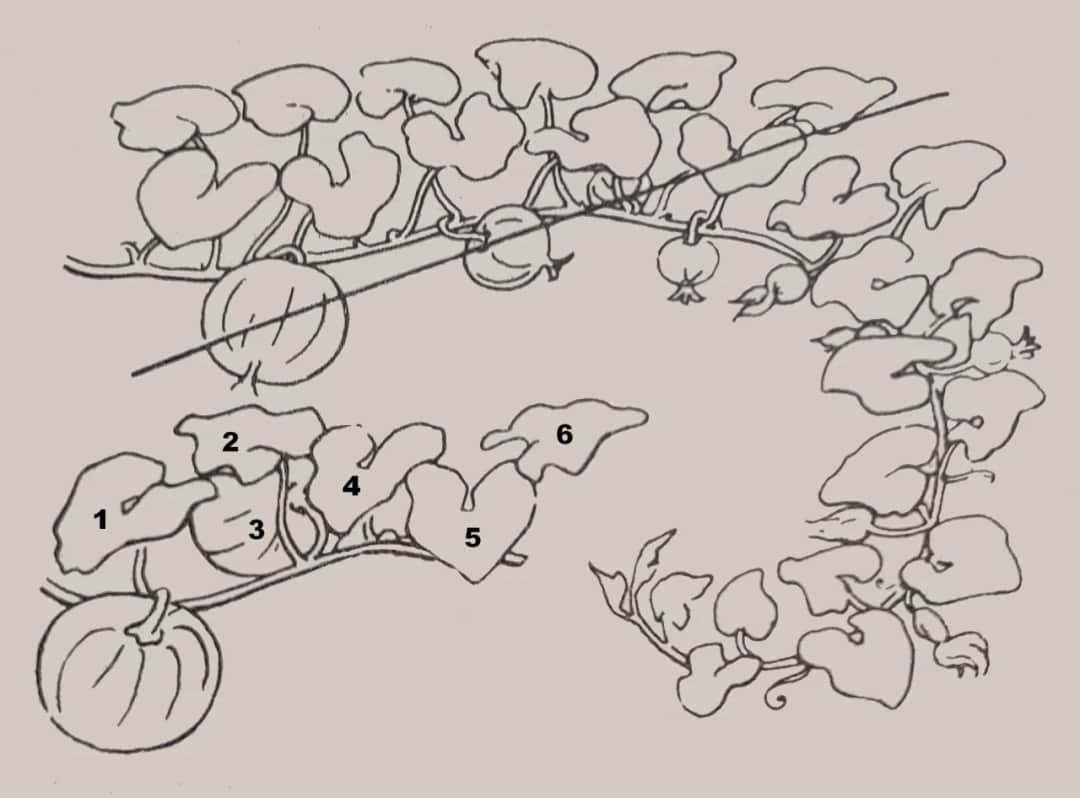 Jak przycinać dynie? Poradnik dla ogrodników na każdy sezon upraw