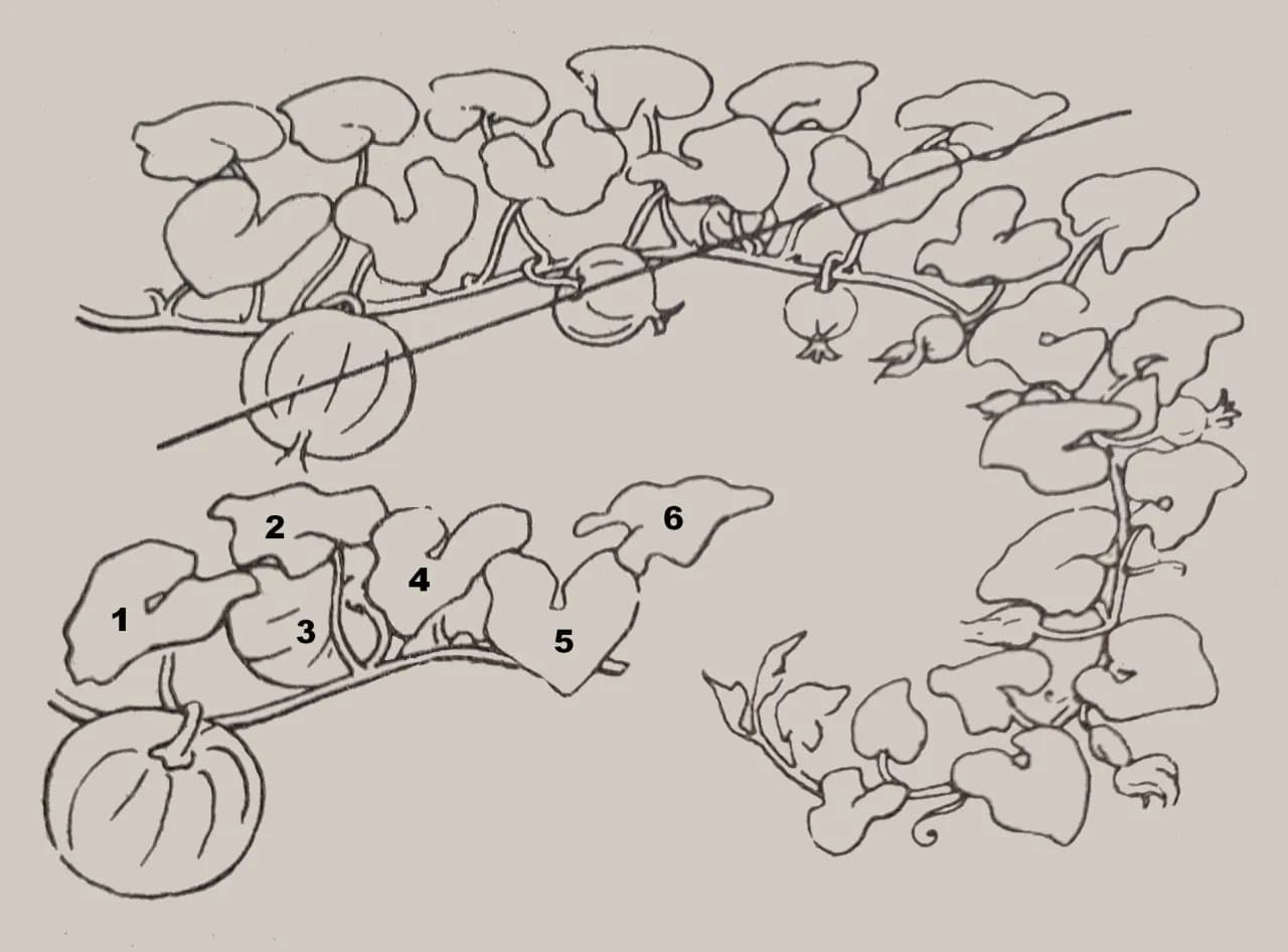 Jak przycinać dynie? Poradnik dla ogrodników na każdy sezon upraw