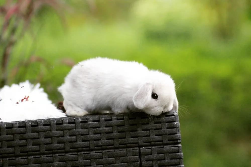 Hodowla królików w Gdańsku: Gdzie kupić lub adoptować pupila