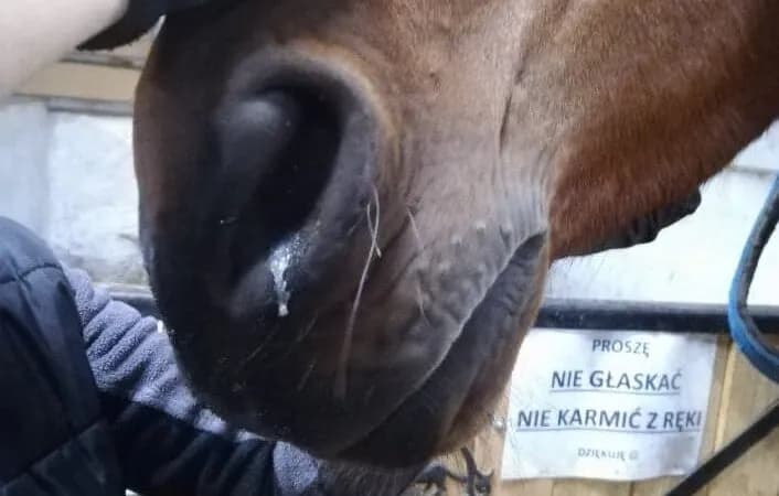 RAO u koni: kompletny poradnik o objawach i skutecznym leczeniu choroby