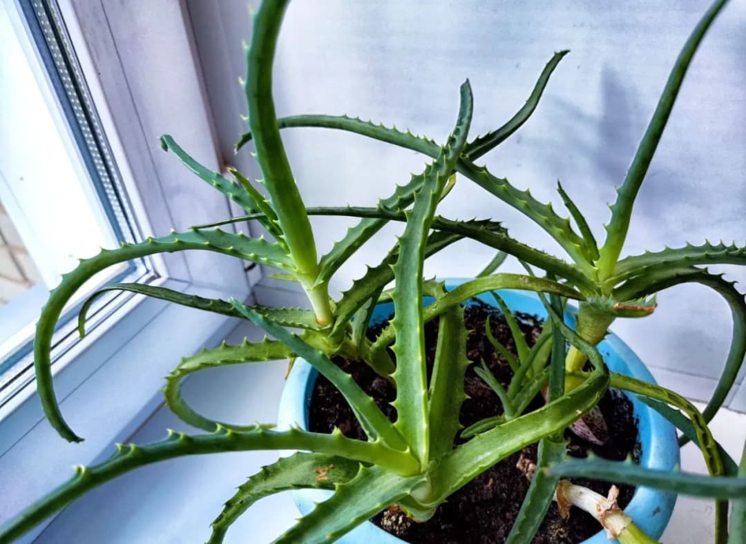 Jakie nawozy do aloesu zapewnią mu zdrowy wzrost i piękne liście