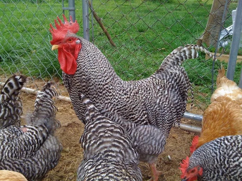 Kura Novogen: Cechy, zalety i wymagania tej popularnej rasy kur