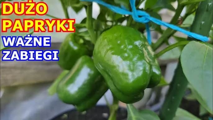 Jak uprawiać paprykę w doniczce - proste sposoby na obfite plony