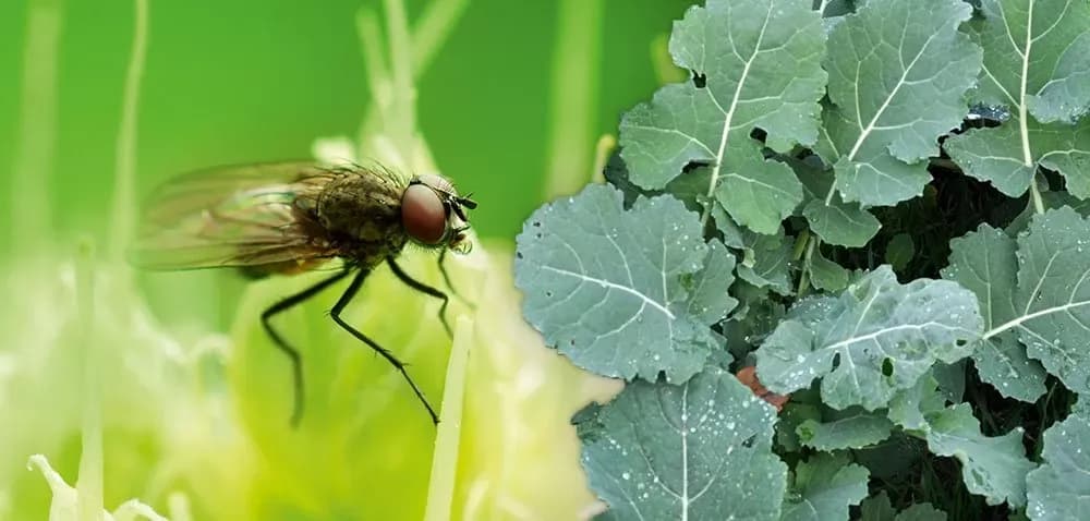Skuteczne zwalczanie szkodników w rzepaku: metody i porady