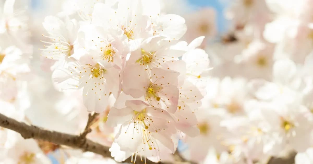 Trąby anielskie: Jakie to kwiaty i jak najlepiej je pielęgnować?