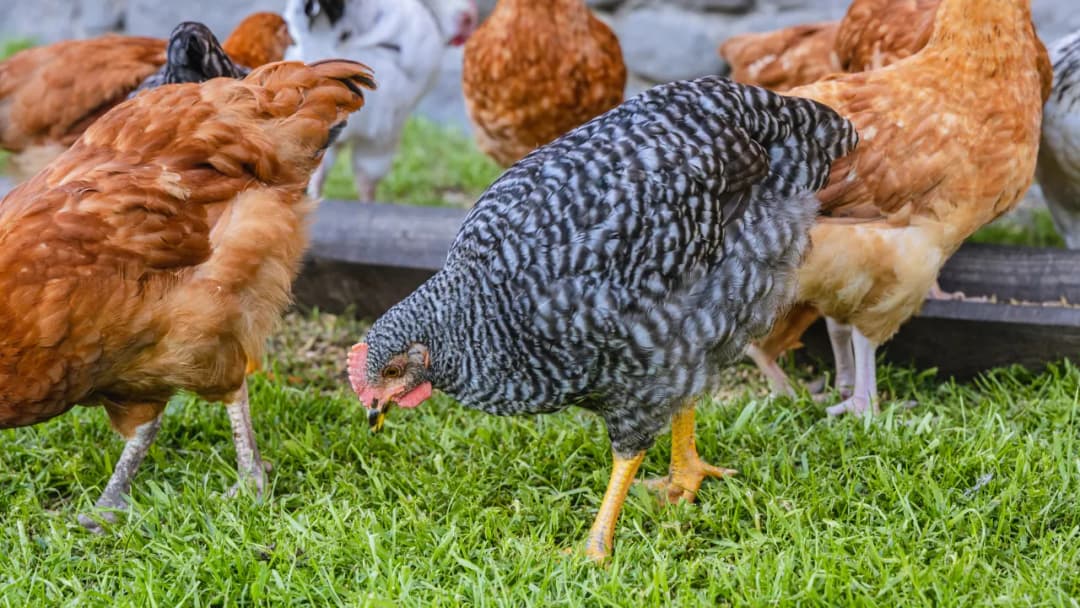 Czy kury trzeba rejestrować? Kluczowe informacje