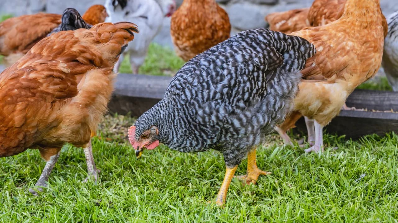 Czy kury trzeba rejestrować? Kluczowe informacje