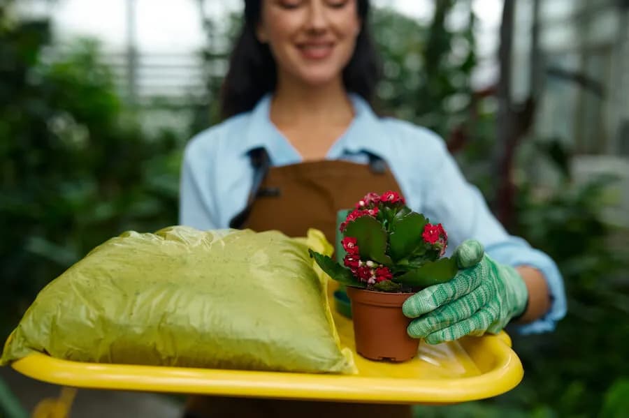 Jaki nawóz do begonii wybrać, aby zapewnić im zdrowy wzrost?