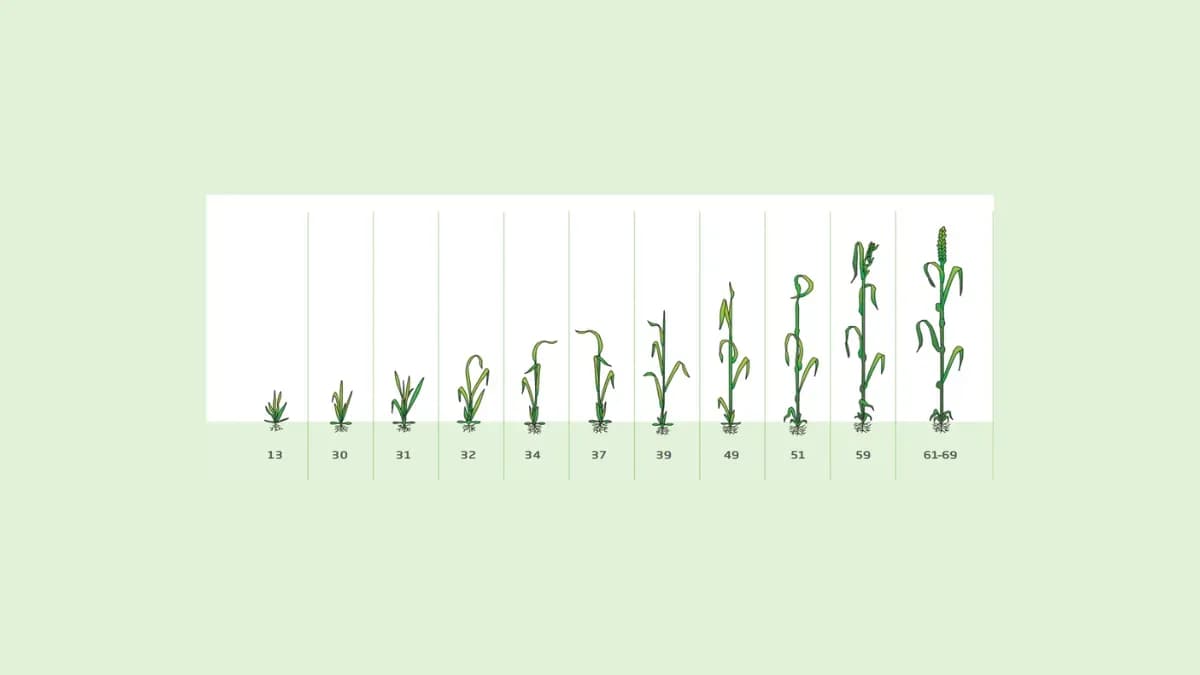 Fazy rozwojowe kukurydzy: klucz do skutecznej agrotechniki