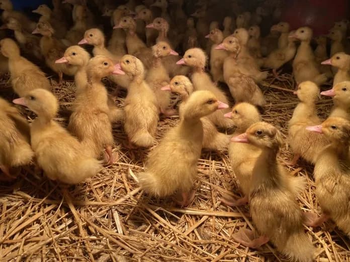 Hodowla kaczek piżmowych: Jak zacząć i osiągnąć sukces