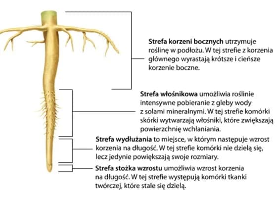 Stożek wzrostu korzenia: Wygląd, funkcje i znaczenie w rozwoju roślin