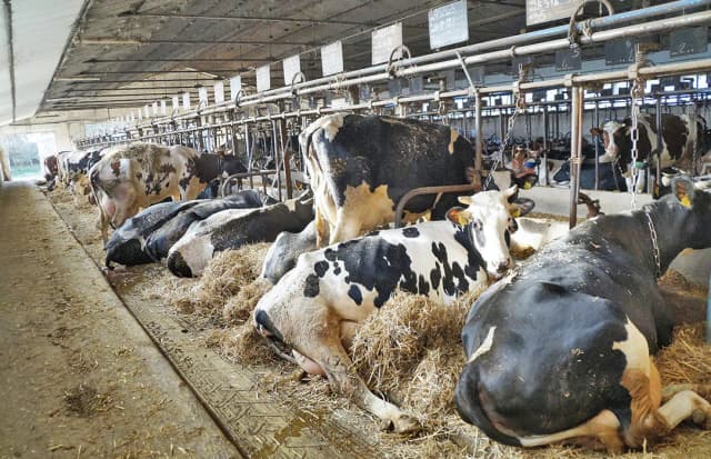 Rodzaje uwięzi dla bydła: najlepsze rozwiązania i systemy mocowania