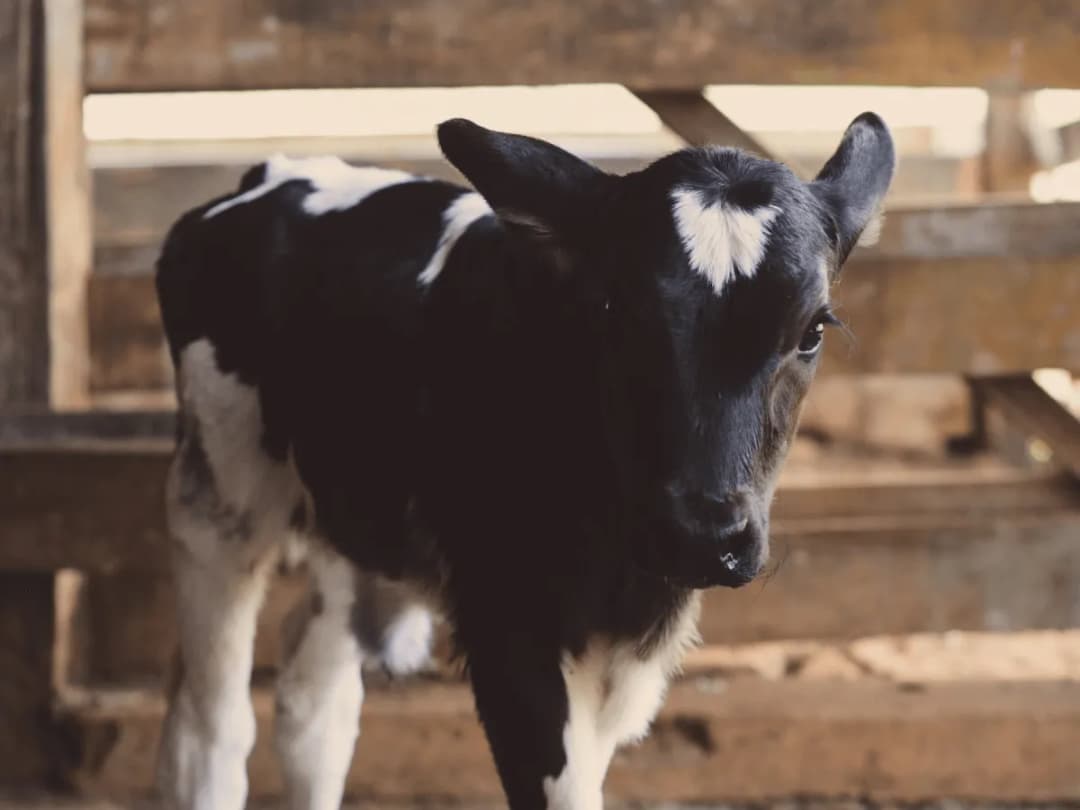 Odchów cieląt: klucz do sukcesu w hodowli bydła - porady