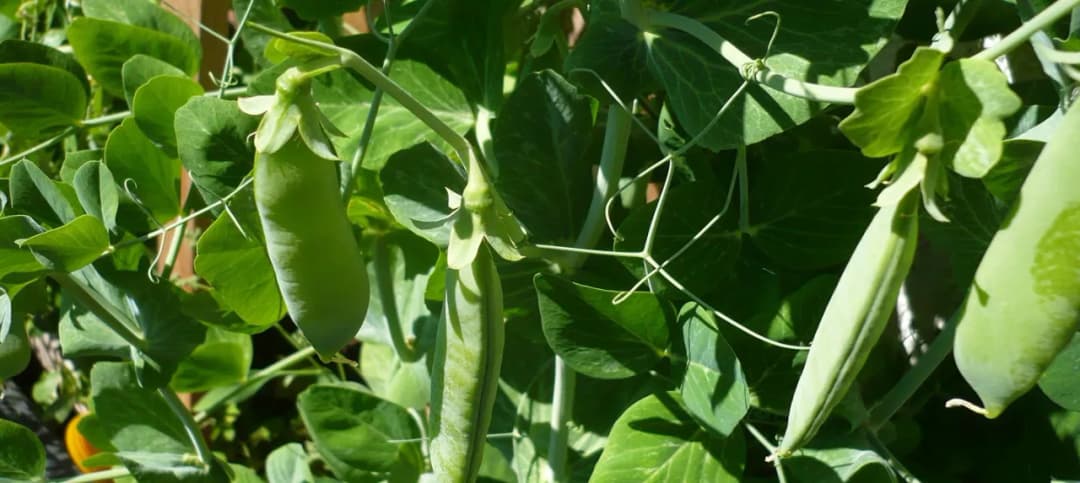 Kiedy i jak siać groch? Najlepsze porady dla ogrodników