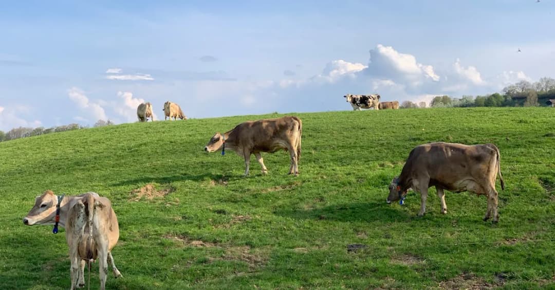 Co warto wiedzieć o cenach bydła? Kluczowe informacje dla kupujących
