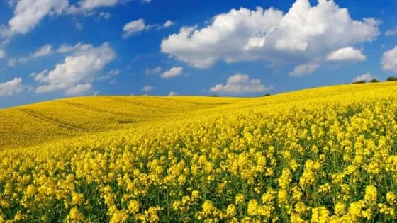 Jesienna ochrona rzepaku przed szkodnikami - skuteczne sposoby na lepsze plony