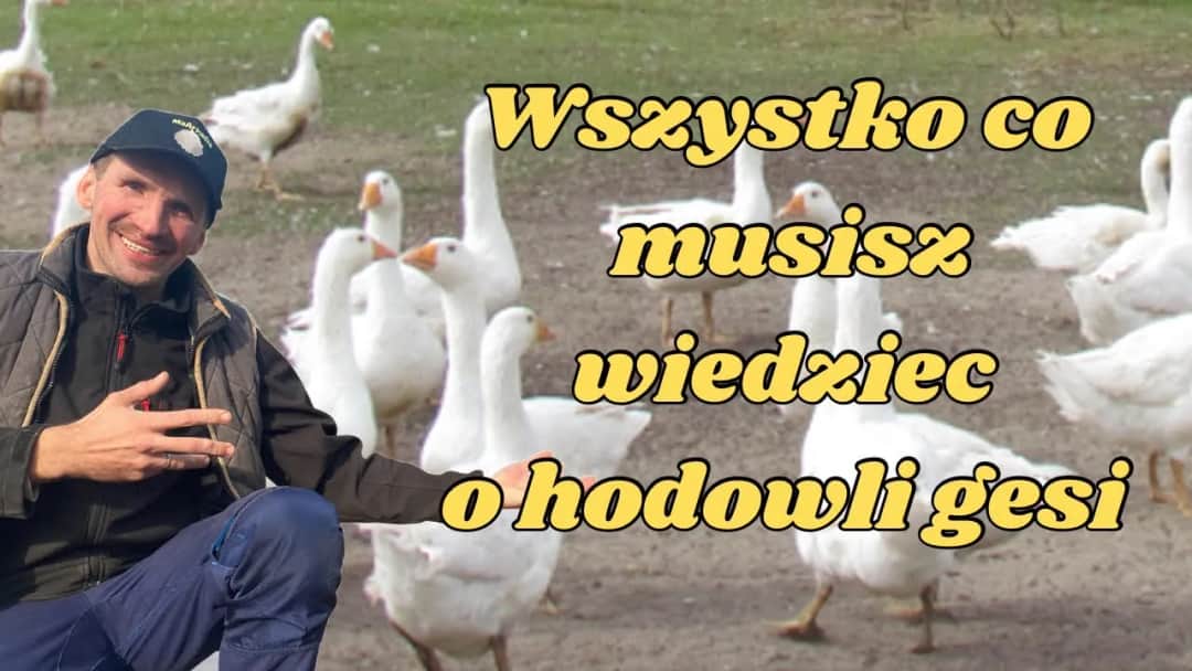 Przydomowa hodowla gęsi - praktyczny poradnik dla początkujących rolników