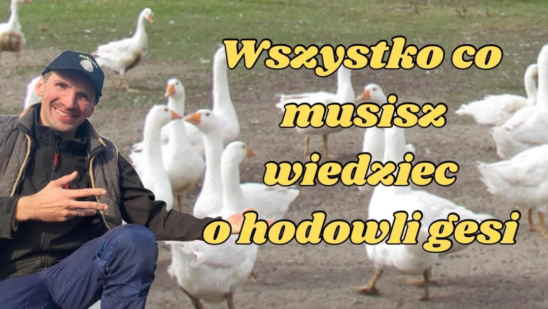 Przydomowa hodowla gęsi - praktyczny poradnik dla początkujących rolników