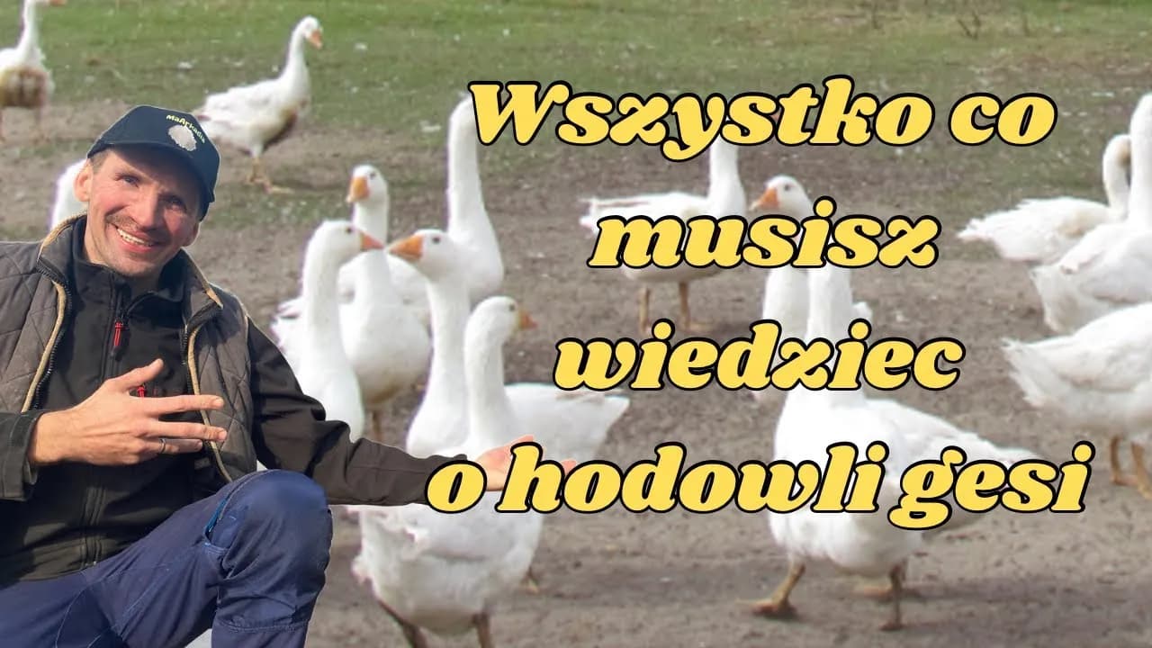 Przydomowa hodowla gęsi - praktyczny poradnik dla początkujących rolników