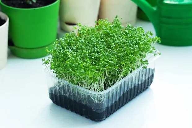 Rzeżucha: Jak prawidłowo siać, uprawiać i dbać o rzeżuchę?