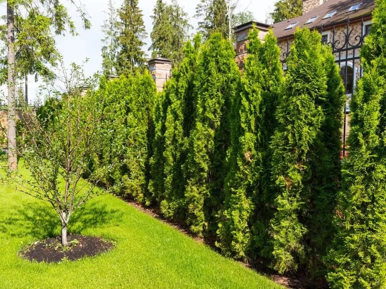 Jaki nawóz pod tuje szmaragdowe zapewni zdrowy wzrost i kolor?