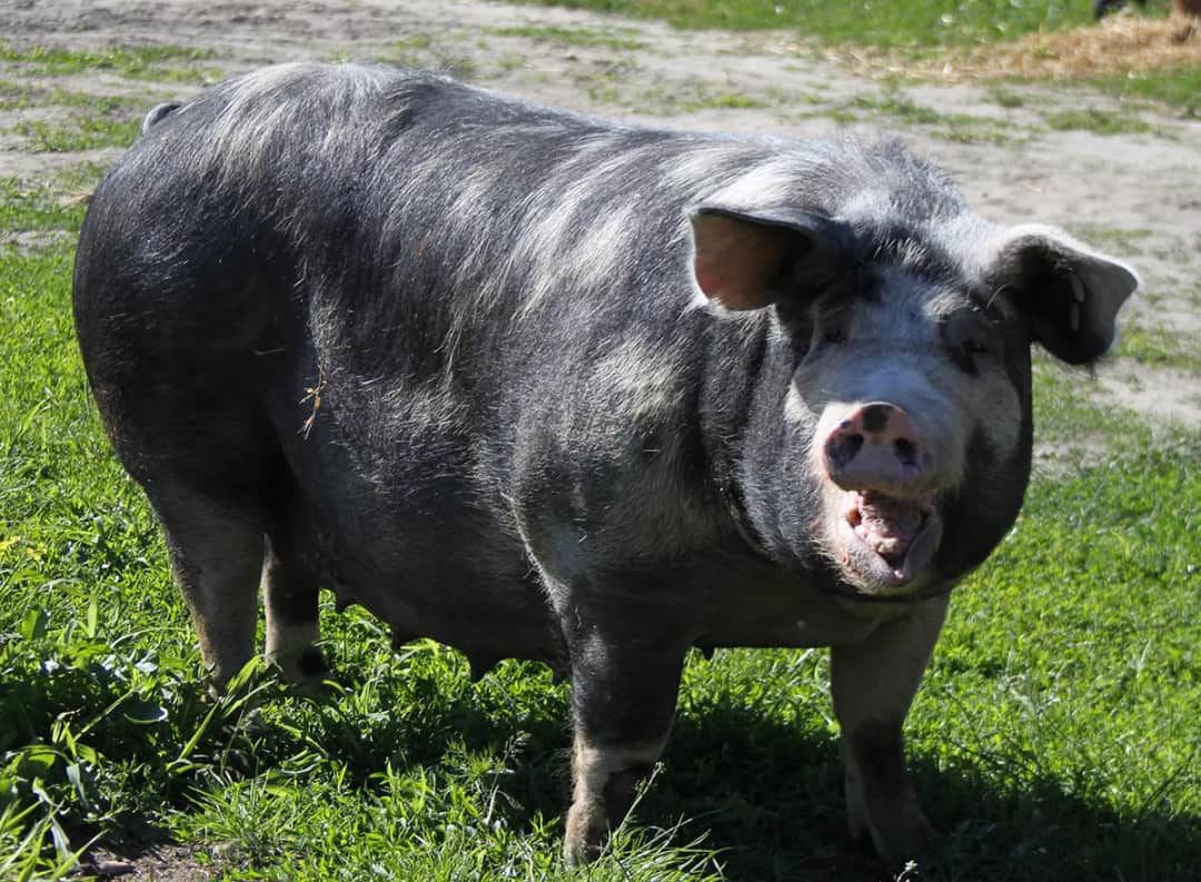 Świnia puławska: charakterystyka i zalety tradycyjnej polskiej rasy