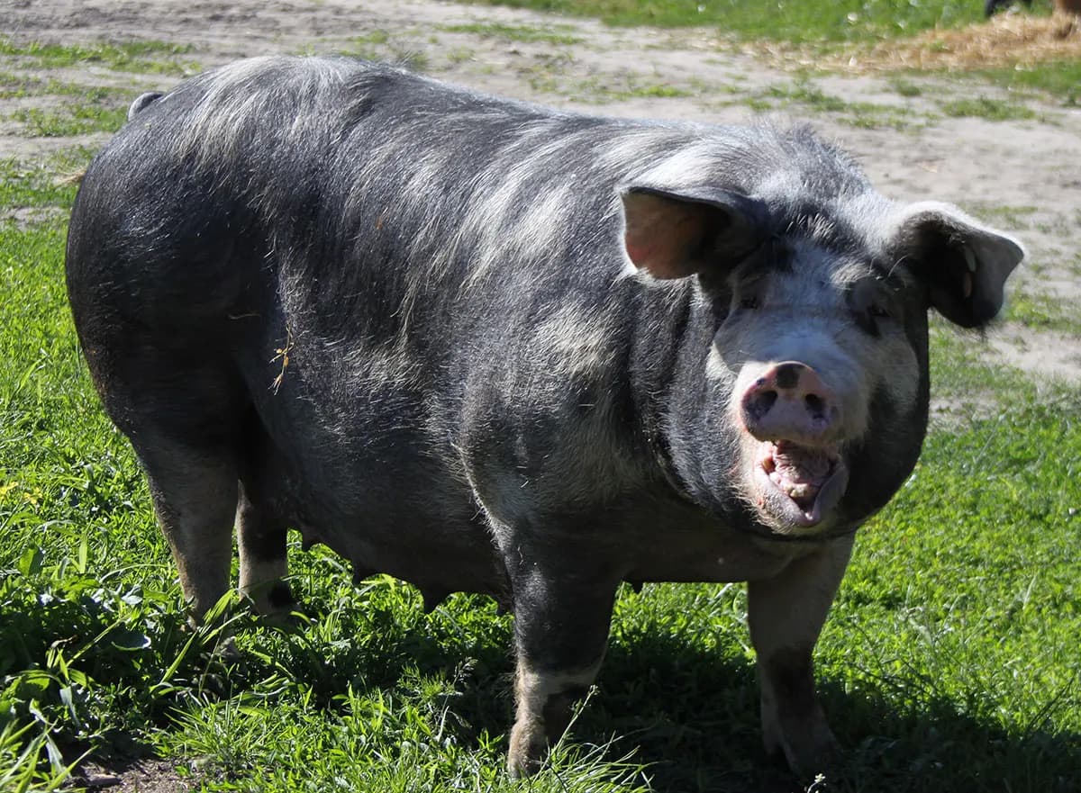 Świnia puławska: charakterystyka i zalety tradycyjnej polskiej rasy