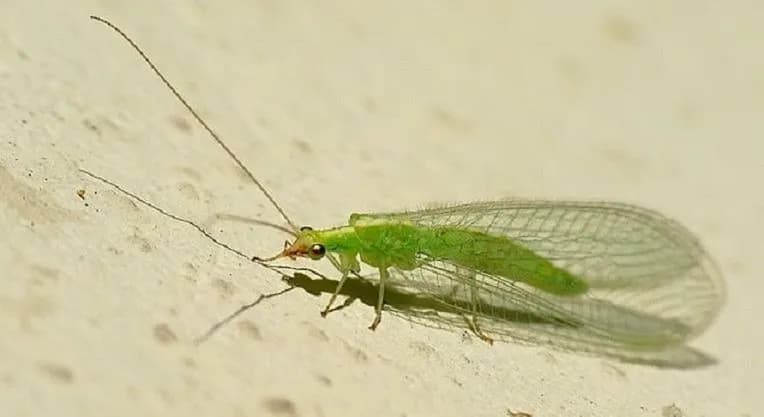 Zielony robak w domu: Skuteczne metody na pozbycie się zielonych robaków