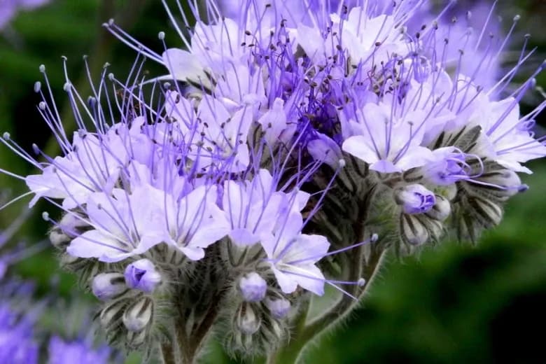 Kiedy siać facelię dla pszczół? Poznaj optymalne terminy siewu