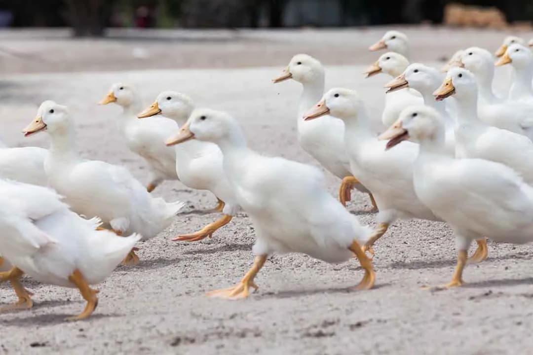 Kaczki do chowu: jak rozpocząć hodowlę i osiągnąć sukces