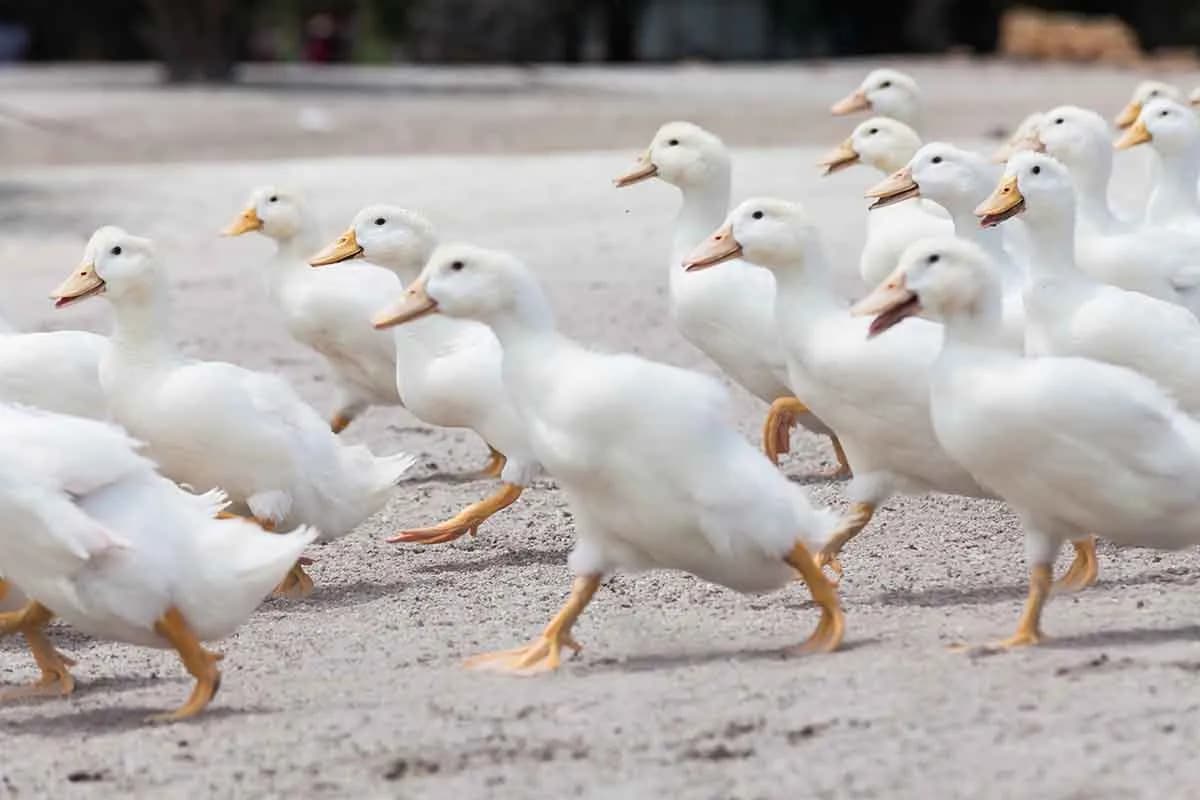 Kaczki do chowu: jak rozpocząć hodowlę i osiągnąć sukces