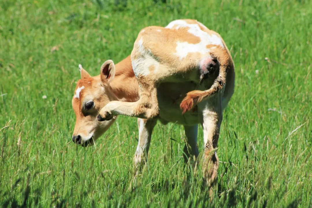 Cielęta przeznaczone na sprzedaż – wiek, masa i zdrowie jako kluczowe kryteria