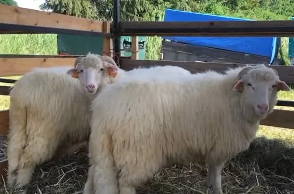 Cakiel podhalański - fascynująca rasa owiec z polskich gór i jej tajemnice