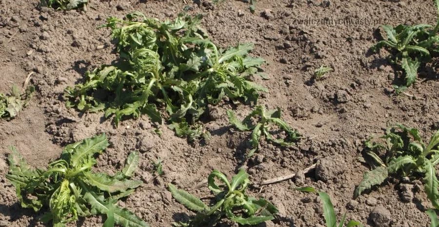 Chlopyralid: skuteczny herbicyd w uprawie buraków i nie tylko