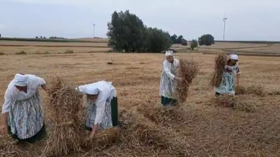 Ścinanie zboża: Kluczowy proces żniw i tradycji rolniczych