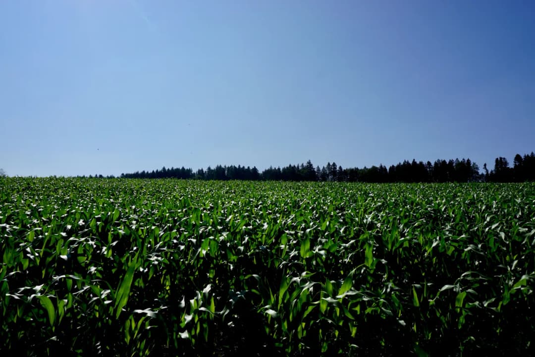 Jak skutecznie wykorzystać bacara trio w ochronie roślin?