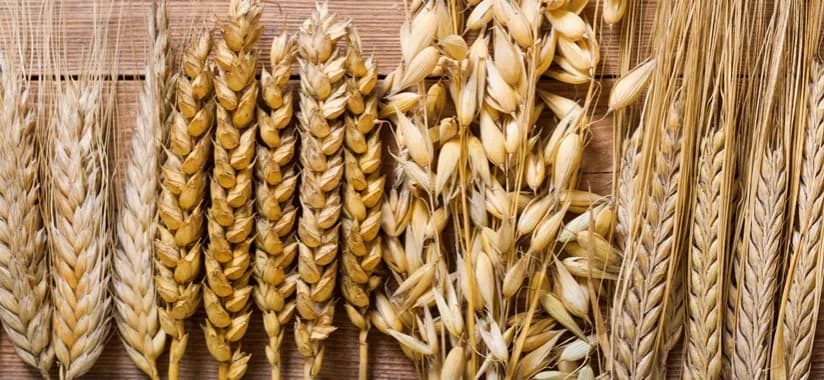 Budowa kłosa jęczmienia: klucz do wysokich plonów zbóż