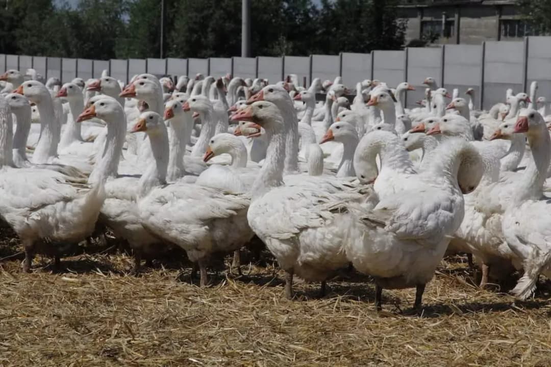 Jak otrzymać dopłaty do gęsi: kompleksowy proces uzyskania wsparcia dla hodowców