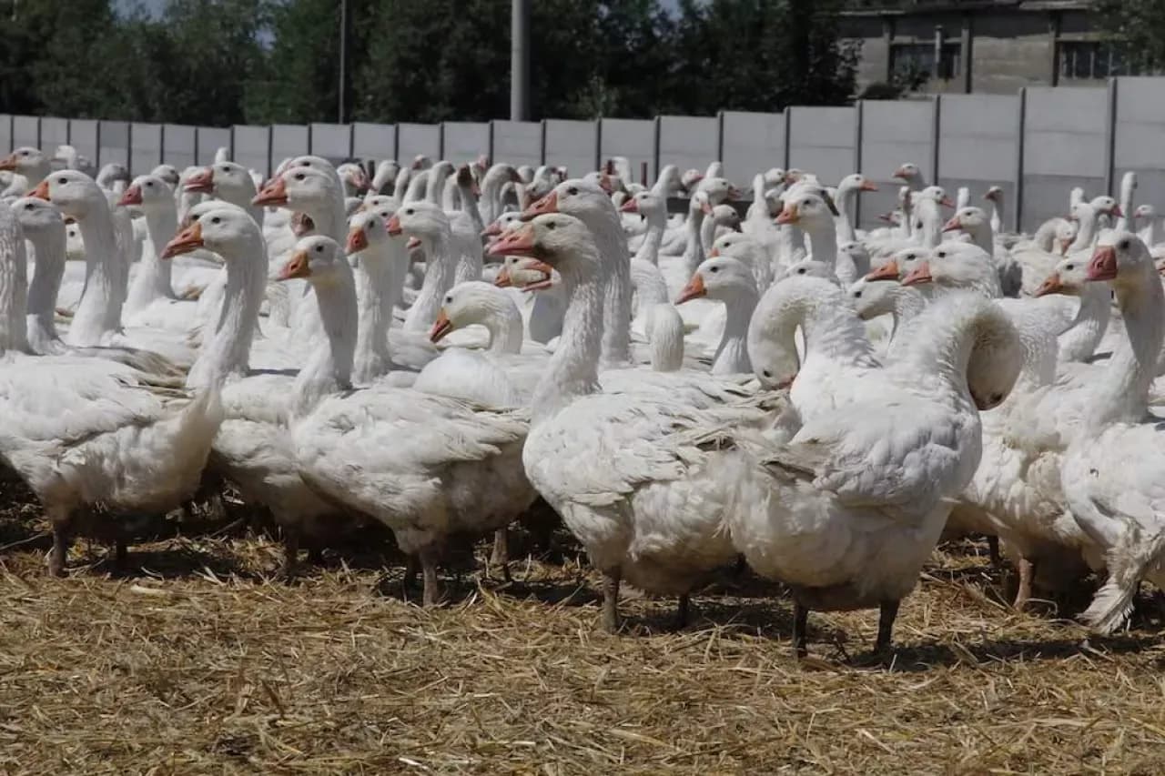 Jak otrzymać dopłaty do gęsi: kompleksowy proces uzyskania wsparcia dla hodowców